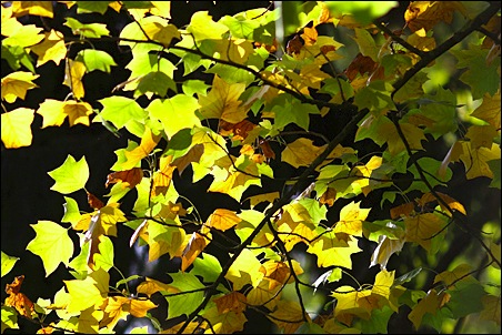 Automne0002