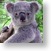 Koala 43