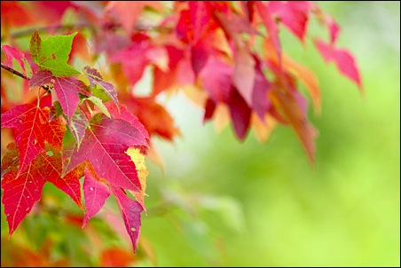 Automne - 007-450