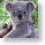 Koala 43
